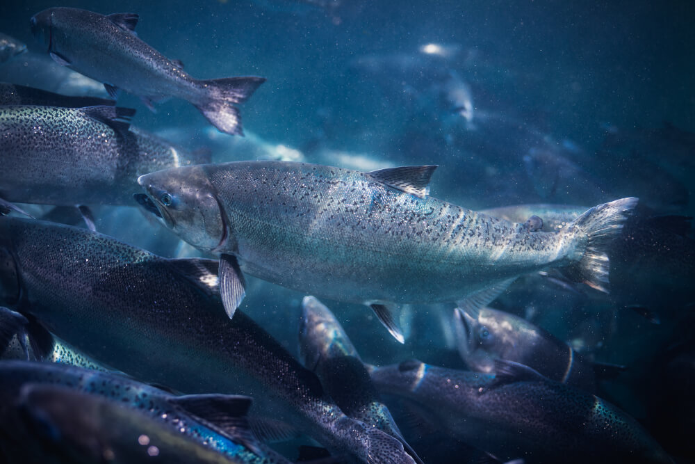 Fish Hydrolysate made with whole Salmon is premium. We explain why.